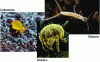 Figure 13 - Example of soil mesofauna organisms (Sources: springtails [16], mites [17], diplourea [18])