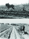 Figure 6 - Animal-drawn
tillage in the Aude valley in 1964 (© Régis Aymé)