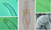 Figure 2 - Diversity of microfaunal organisms: a) phytophagous nematode; b) predatory nematode; c) rotifer; d) bacterivorous nematode; e) tardigrade (all illustrations from the Soil Biodiversity Atlas [2]).