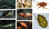 Figure 3 - Diversity of mesofaunal organisms: a) enchytreide; b) protoure; c) diploure; d) pseudoscorpion; e) surface cottontail (epi-edaphic); f) soil cottontail (euedaphic); g) gamase mite; h) oribate mite (all illustrations from the Soil Biodiversity Atlas [2]).