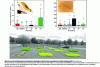 Figure 5 - Effects of different treatments of a soil contaminated with polycyclic aromatic hydrocarbons in an industrial context on springtail communities (lysimetric tank trial)