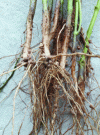 Figure 1 - Bradyrhizobium japonicum nodules on soybean roots