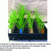 Figure 5 - In vivo screening of potential biostimulant micro-organisms applied to the soil at wheat sowing time