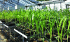 Figure 7 - Greenhouse corn growing system, with controlled watering of each pot to impose water stress on the plants.