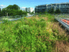 Figure 17 - Mixed vegetation on the roof of GTM's headquarters in Nanterre (TOPAGER project, source Frédéric Madre)