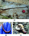 Figure 5 - The three groups of earthworms: (a) anecious, (b) epigeous and (c) endogeous