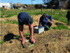 Figure 15 - Participatory sampling in an urban agricultural plot (Oasis Citadine, Montpellier)