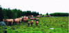 Figure 33 - Spruce windbreaks on the Aubrac plateau, protecting the herds (photo: J. Baudry)