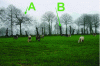 Figure 7 - Oak and chestnut hedge composed of two types of trees: tall (A) and pruning (B) (Brittany) (photo: J. Baudry)