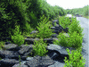 Figure 7 - Crushed asphalt giving way to spontaneous vegetation on an old departmental road in Saint-Jacques-de-la-Lande (© Yann Laurent)