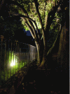 Figure 2 - Tree highlighted by a spotlight (photo: R. SORDELLO)