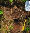 Figure 21 - Illustration of the characterization of the different holorganic and organomineral horizons when determining the humus form (photo from the IPRSol training course).