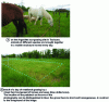 Figure 3 - Mixed herd on rotational grazing in the Argoulets area of Toulouse (M. LAGARD, April 2019)