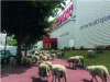 Figure 9 - Herd led by Urban Shepherds in front of an office supplies store in Aubervilliers (M. LAGARD, 2020)