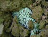 Figure 11 - Mushroom wheel in a termite mound in Madagascar, 8 to 10 cm long (@Eric Blanchart)