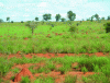 Figure 12 - A field of termite mounds in mid-west Madagascar (@Eric Blanchart)