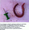 Figure 13 - Pontoscolex corethrurus adult (@malalatiana Razafindrakoto)