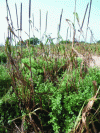 Figure 18 - Dry cereal-native shrub association: here, millet and Guiera senegalensis in Senegal (@Matthew Bright, OSU)