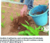 Figure 20 - Inoculation of Pontoscolex corethrurus earthworms in cereal crops on ferralsol in Madagascar (©Onja Ratsiatosika)