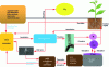 Figure 3 - Cycle diagram of the role of free-living microorganisms in soil organic matter (SOM) dynamics and nutrient recycling (@Laetitia Bernard)