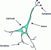 Figure 1 - Biological neuron