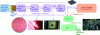 Figure 1 - Simplified life cycle of an integrated circuit, starting on the left with design by the designer, without any means of manufacture (fabless designer).