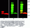 Figure 9 - Simultaneous detection of Ara h6 in crude peanut protein extract using immunoliposomes encapsulating different fluorophores