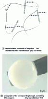 Figure 3 - Ionogel biopolymer-nanofiber silica-ionic liquid