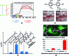 Figure 4 - (a) principle of biphotonic absorption and interest for biophotonics, (b) Anderson two-photon porphyrin photosensitizer and results in blood vessel occlusion [57], (c) molecular engineering work developed by our team [58], (d) example of platform used for cellular vectorization of our photosensitizer (PS) [59].