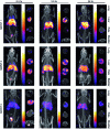 Figure 11 - SPECT/CT imaging of the whole animal and individual organs. Images were recorded at 30 minutes, 3.5 hours and 24 hours after injection of ...