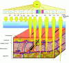 Figure 1 - Penetration of UV radiation into the skin [1].