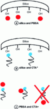 Figure 14 - Interactions between silica, PBSA and CTA+