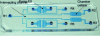 Figure 6 - Example of a PDMS microfluidic device using electro-osmotic flow for cell culture [25].