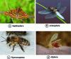 Figure 1 - Examples of flying insect orders