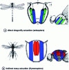 Figure 6 - Schematic view showing the different types of wing actuation in insects [14].