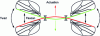 Figure 8 - Diagram illustrating the passive torsion phenomenon