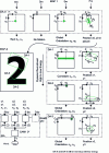 Figure 17 - Coding semantic representations of a perceived element. A task is perceived in an environment and analyzed by a low-resolution map 1. The dynamic attractor associated with this map generates the information required to create map 2, which has standardized dimensions. From this map 2, several dynamic attractors will, in decreasing order of local energy, associate themselves with the descriptive subsets of the element and generate the semantic representations describing the number "2", which will then be communicated to the associative memory, which will in turn generate the number "2" information.