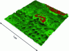 Figure 5 - 3D chemical mapping of the bacteriorhodopsin protein embedded in a lipid membrane. Topography is represented by three-dimensional variations, and absorption is represented by a false color scale ranging from green (no absorption) to red (high absorption). Sample thickness is 5 nm.