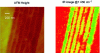 Figure 7 - From left to right: topography image of a lamellar multilayer film and its mapping at 1,450 cm-1. This–image clearly reveals compositional differences and structural defects between the layers (red color code). Adapted with permission Chem. Rev. 2017, 117, 7, 5146-5173. Copyright: 2017 American Chemical Society