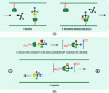 Figure 10 - Examples: (a) principle of chromatographic separation using unmodified cyclodextrins (chiral stationary phases) and (b) principle of capillary electrophoretic migration of a cationic enantiomer in the presence of a chiral selector based on anionic cyclodextrins.