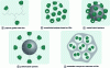 Figure 6 - Examples of molecular architectures carrying cyclodextrin units