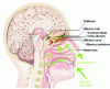 Figure 1 - Diagram of the human olfactory system