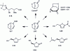 Figure 12 - Different synthons obtained from LGO