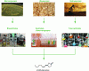 Figure 15 - The different routes to (4S,6Z)-dairy lactone