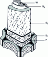 Figure 1 - Simplified structure of a wood cell (from [2])