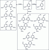 Figure 25 - Products of vanillic alcohol oxidation by laccase (after [156])