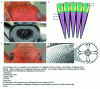 Figure 2 - Cataglyphis ant visual system