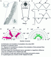 Figure 9 - Neural processing of polarized light in insects