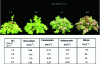 Figure 8 - Morphology and pigment concentration of red salad bowl lettuce after 4 weeks of cultivation under 4,000 K white light at different DLI[21].