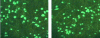 Figure 3 - Microscopic photographs of alumina particles